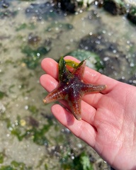 Dermasterias imbricata