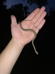 Malpolon monspessulanus