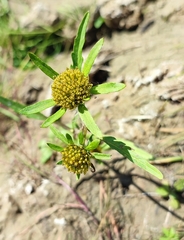 Bidens radiata