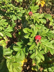 Rosa rugosa