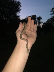 Malpolon monspessulanus