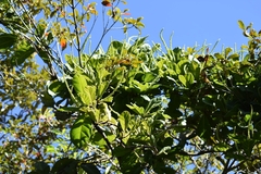 Coccoloba arborescens