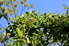 Coccoloba arborescens