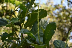 Coccoloba arborescens