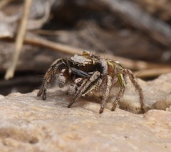 Habronattus cuspidatus