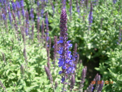 Salvia superba