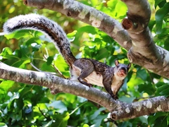 Sciurus variegatoides underwoodi