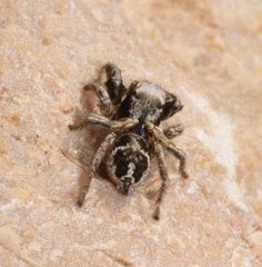 Habronattus cuspidatus