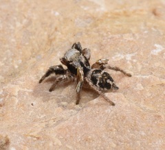 Habronattus cuspidatus