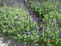 Salvia superba