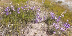 Swainsona procumbens