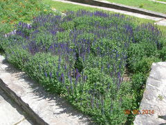 Salvia superba
