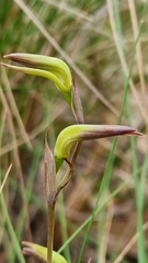 Lyperanthus suaveolens