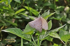 Junonia atlites
