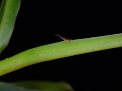 Tetragnathidae
