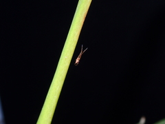 Tetragnathidae