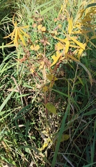 Euphorbia lucida