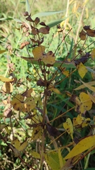 Euphorbia lucida