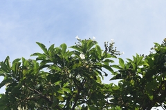 Cordia superba