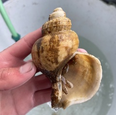 Buccinoidea