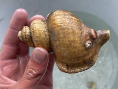 Buccinoidea