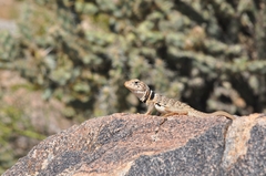 Crotaphytus