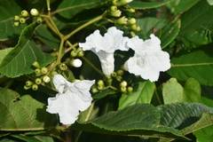 Cordia superba
