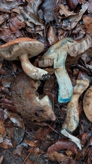 Leccinum manzanitae