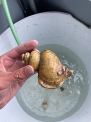 Buccinoidea