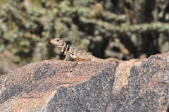 Crotaphytus