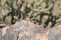 Crotaphytus