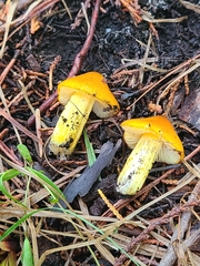 Hygrocybe