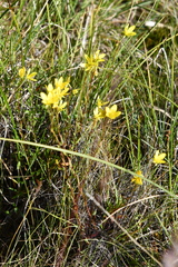 Saxifraga hirculus