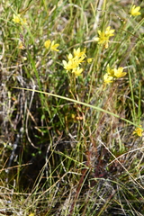 Saxifraga hirculus