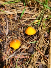 Hygrocybe