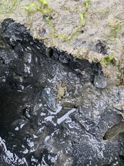 Hemigrapsus oregonensis