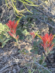 Castilleja linariifolia