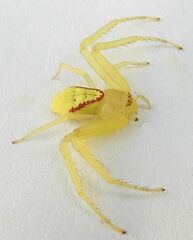 Thomisidae