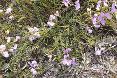 Swainsona procumbens