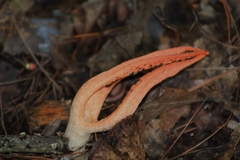 Pseudocolus fusiformis