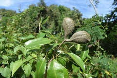 Aspidosperma pyricollum