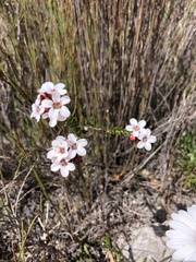 Adenandra odoratissima