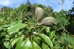 Aspidosperma pyricollum