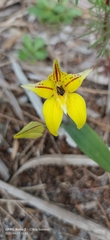 Caladenia flava flava
