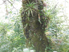 Quercus peduncularis