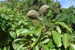 Aspidosperma pyricollum