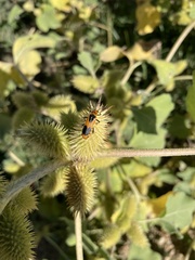 Chauliognathus basalis