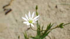 Stellaria longipes