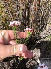 Adenandra odoratissima