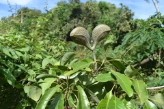 Aspidosperma pyricollum